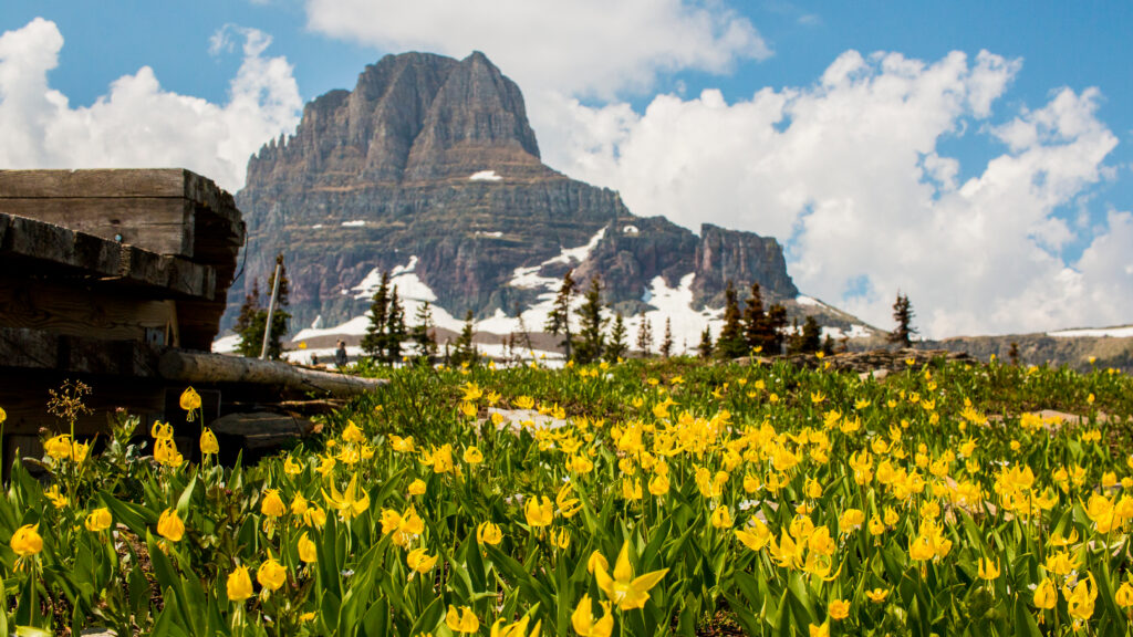 Tulipani nel Montana
