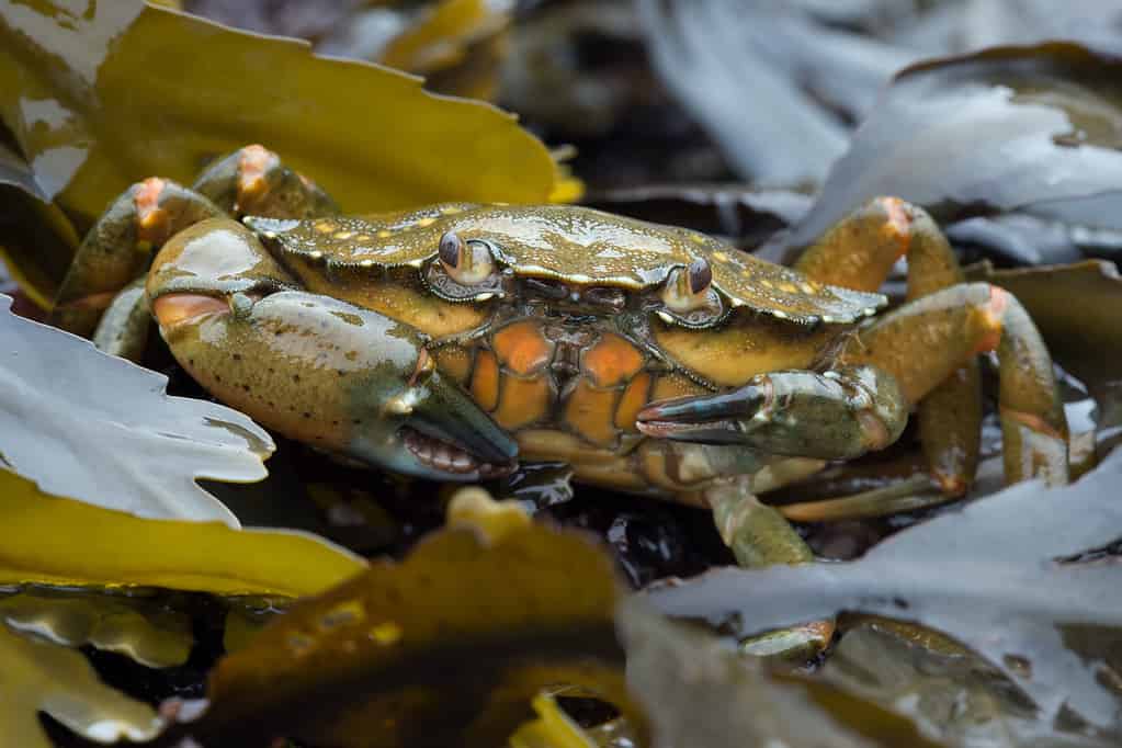 Granchio verde europeo - Animali invasivi per stato