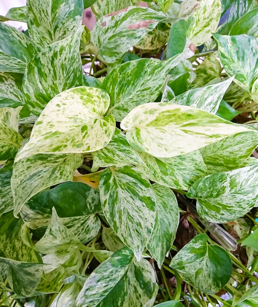 Un primo piano delle foglie variegate per lo più bianche della regina delle nevi pothos.