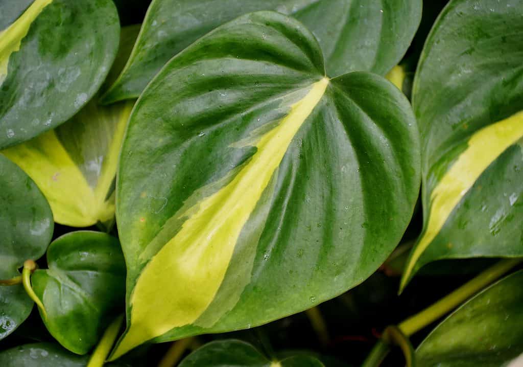 Primo piano di una foglia variegata gialla e verde di Philodendron 'Brasile'