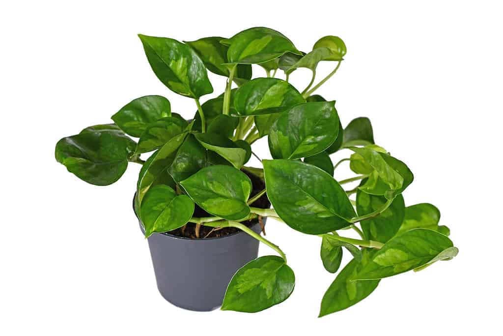Un pothos verde globale in una pentola su uno sfondo bianco