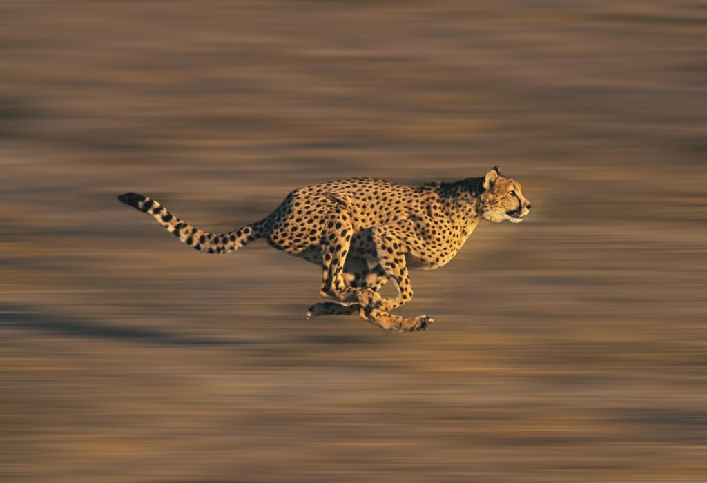 Predatori di struzzi