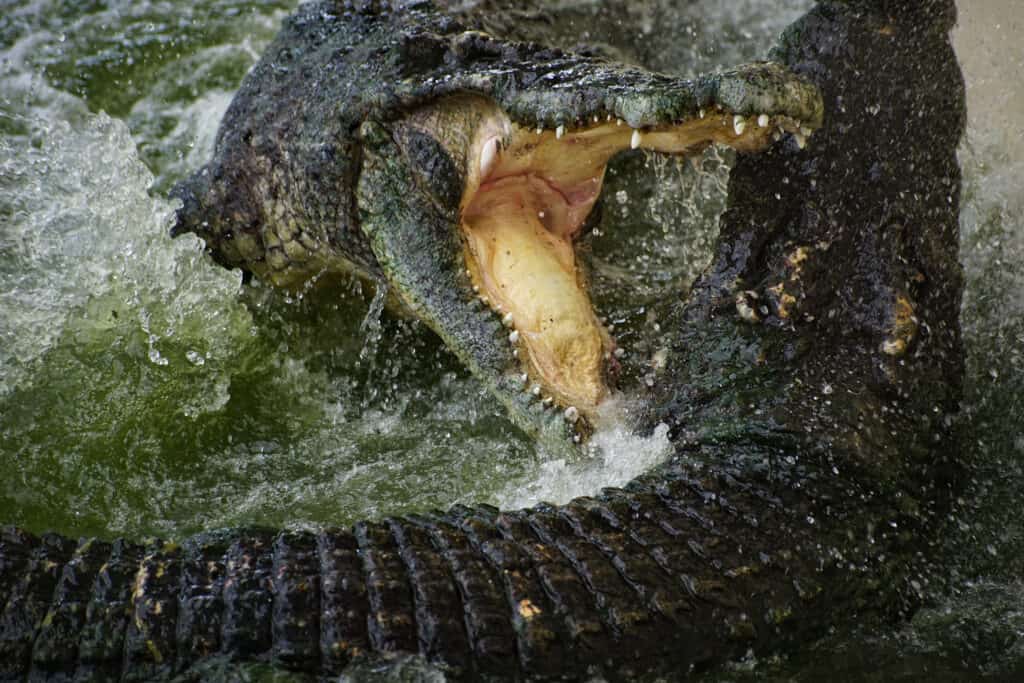 Coccodrillo che espone i suoi denti