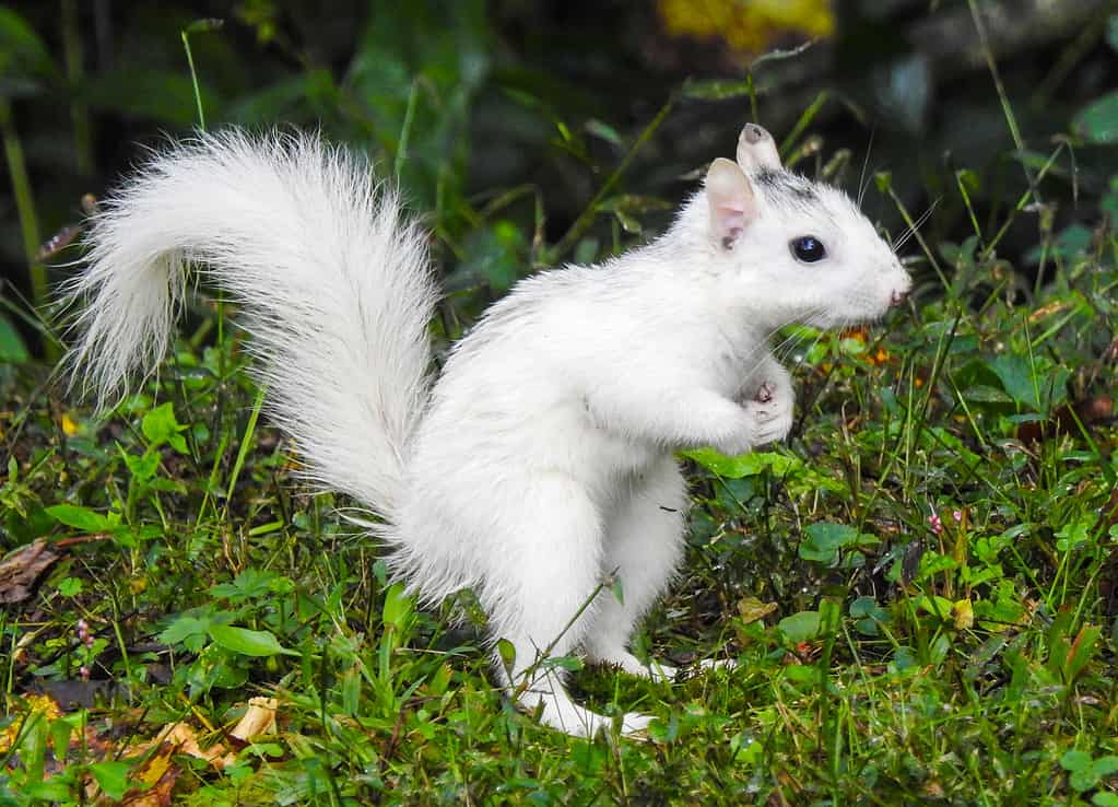 scoiattolo bianco 