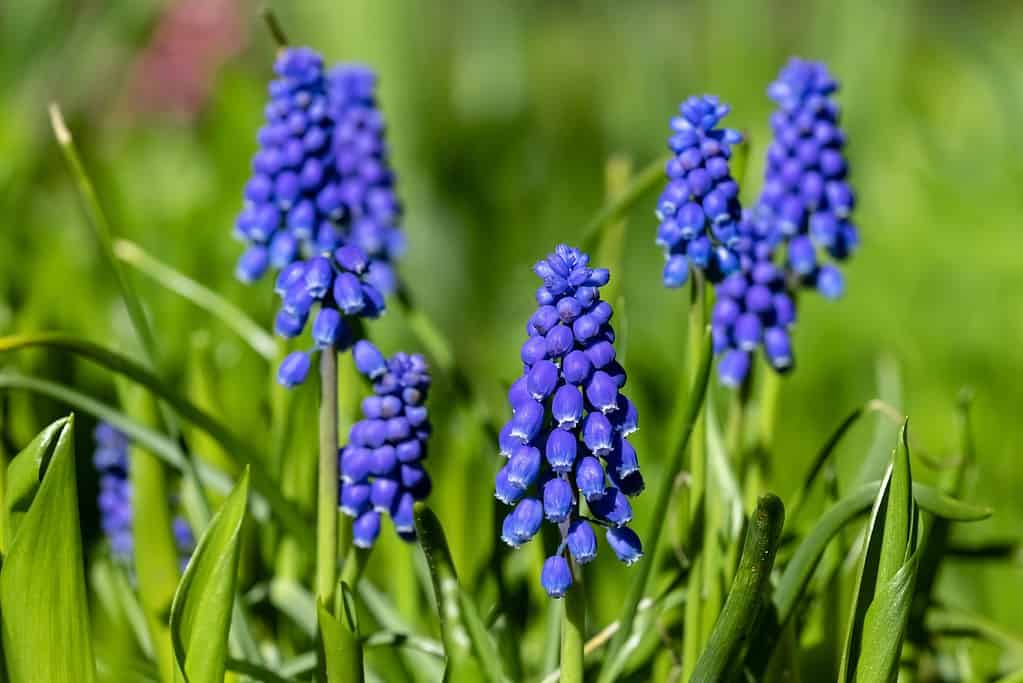 muscari in piena fioritura