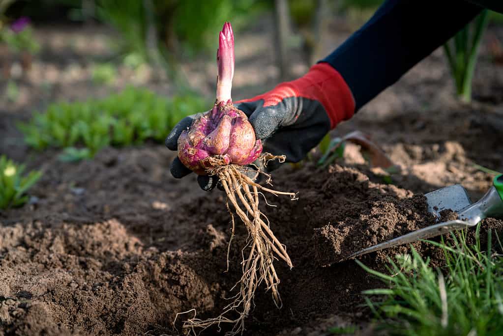 Piantare bulbi di giglio nel terreno nel giardino primaverile.