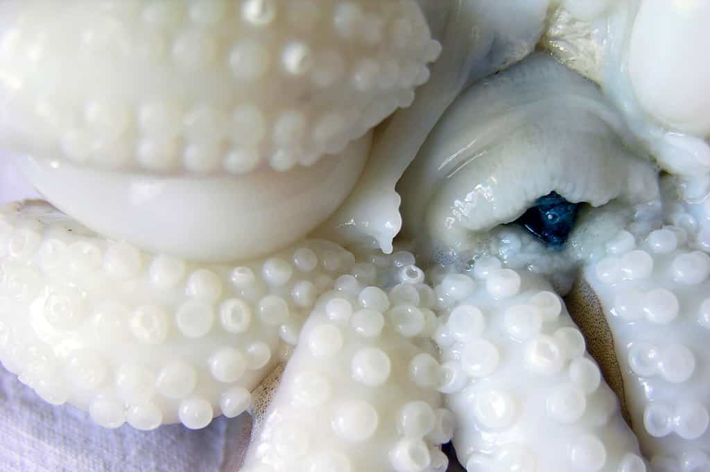 Becco, Calamari, Animale, Cefalopode, Primo piano