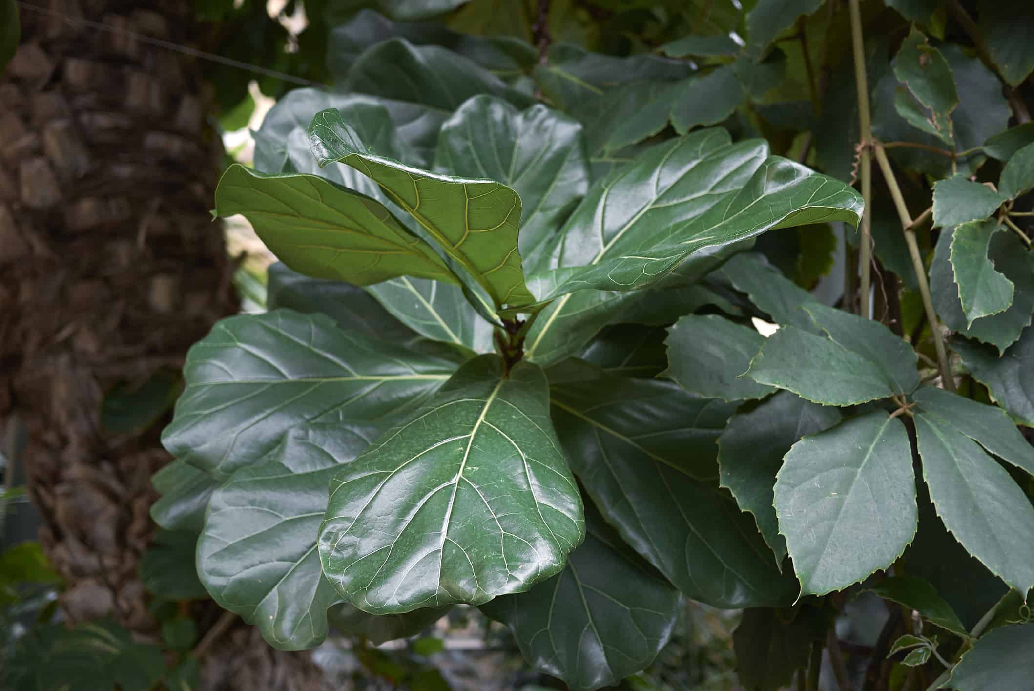 Il Ficus lyrata piantato all'aperto utilizza la pioggia per mantenersi idratato