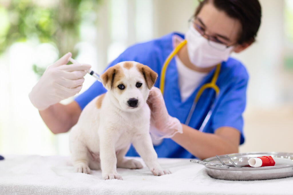 Controllo animali e vaccinazione.