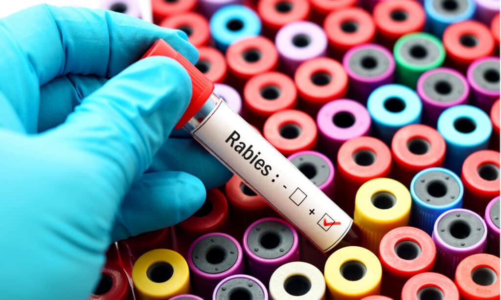 La vaccinazione antirabbica è obbligatoria per legge nella maggior parte degli stati degli Stati Uniti 