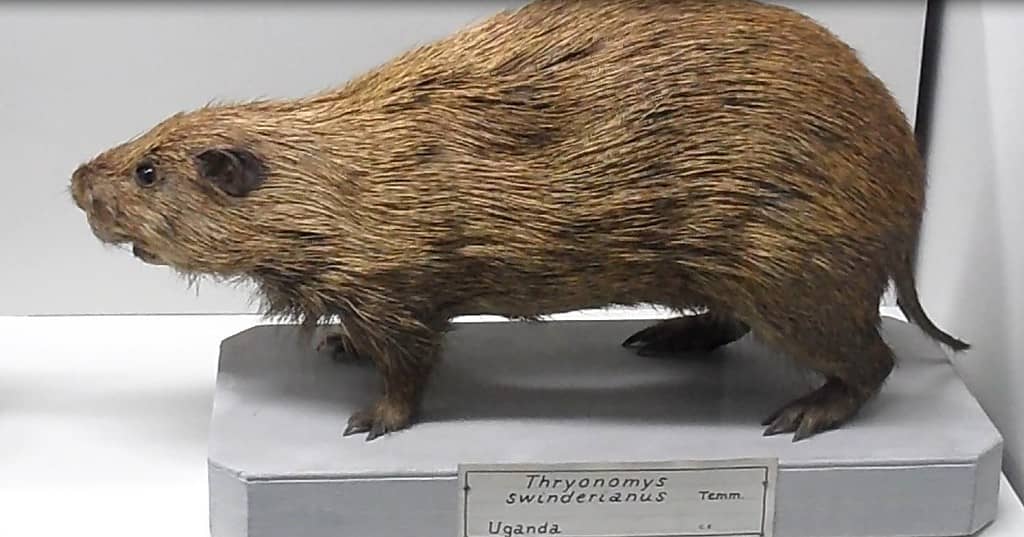 Ratto di canna
