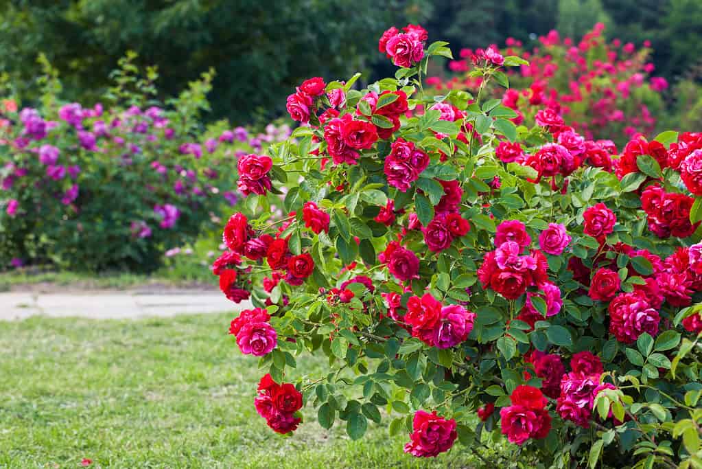Un vivace cespuglio di rose rosse e fucsia che cresce all'aperto in un giardino