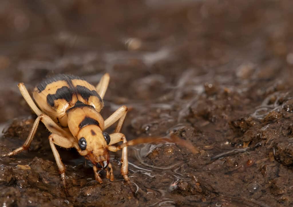 Scarabeo Bombardier che beve 