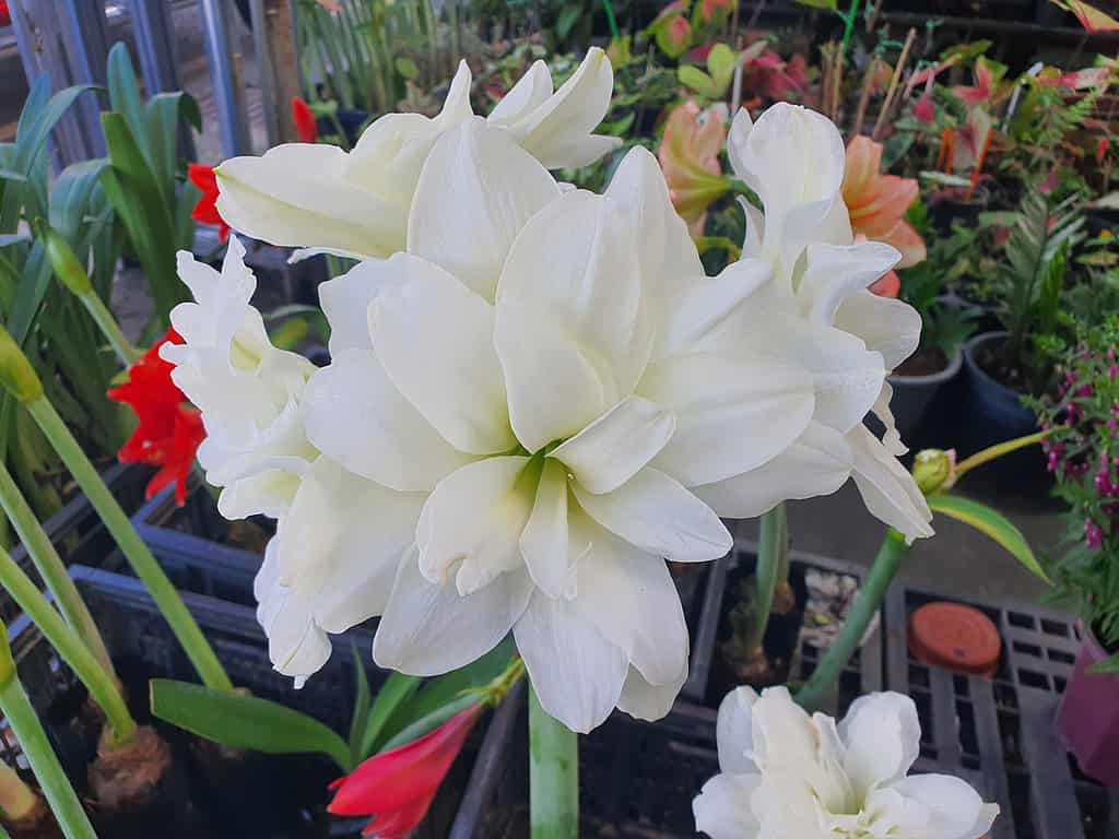   Amaryllis Alfresco 