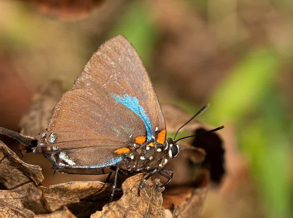 Grande farfalla viola Hairstreak