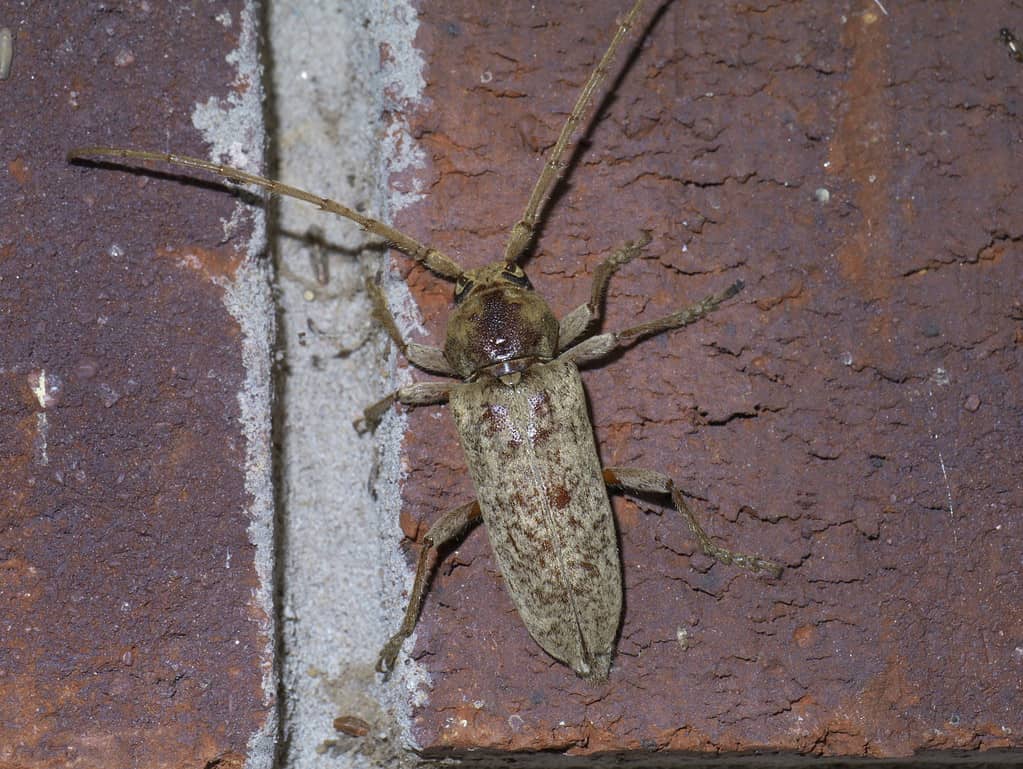 piralide della quercia rossa