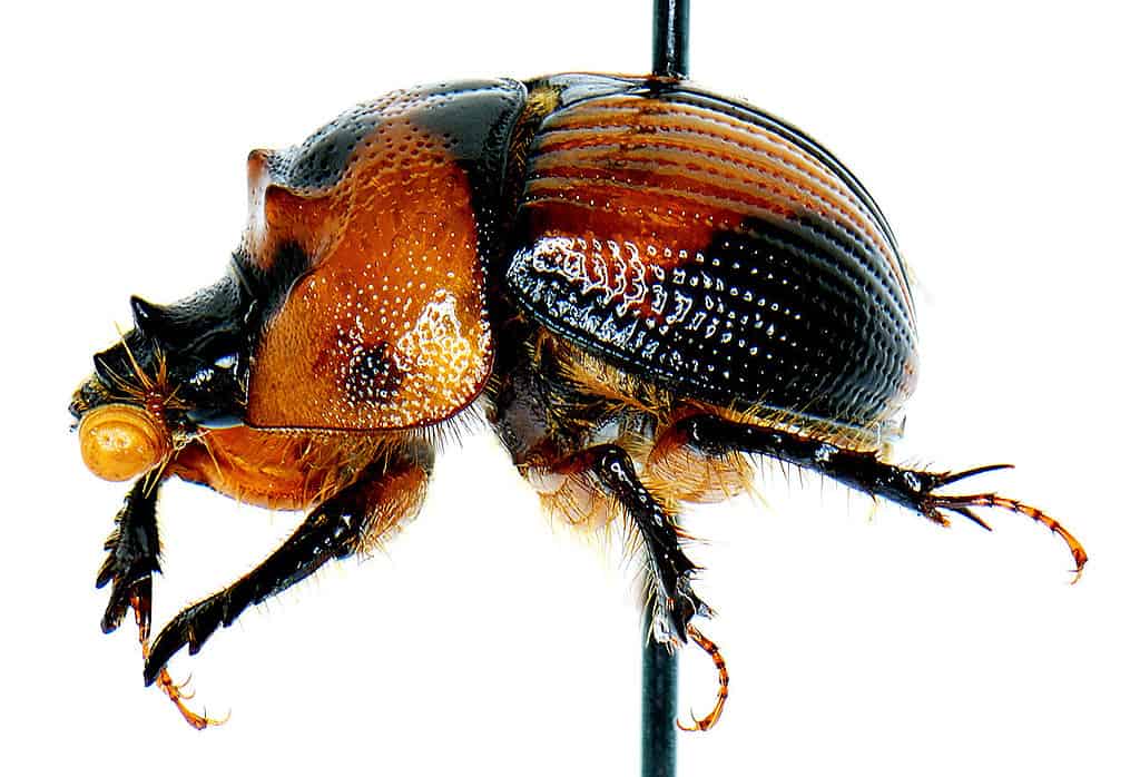 Bolbocerosoma tumefactum (Beauvois) laterale