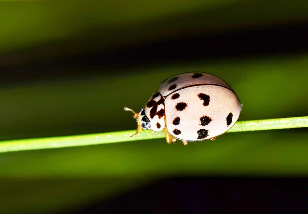 Ashy Grey Lady Beetle