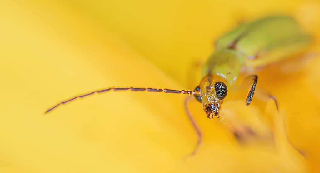 Scarabeo della radice del mais settentrionale - Tipi di coleotteri marroni