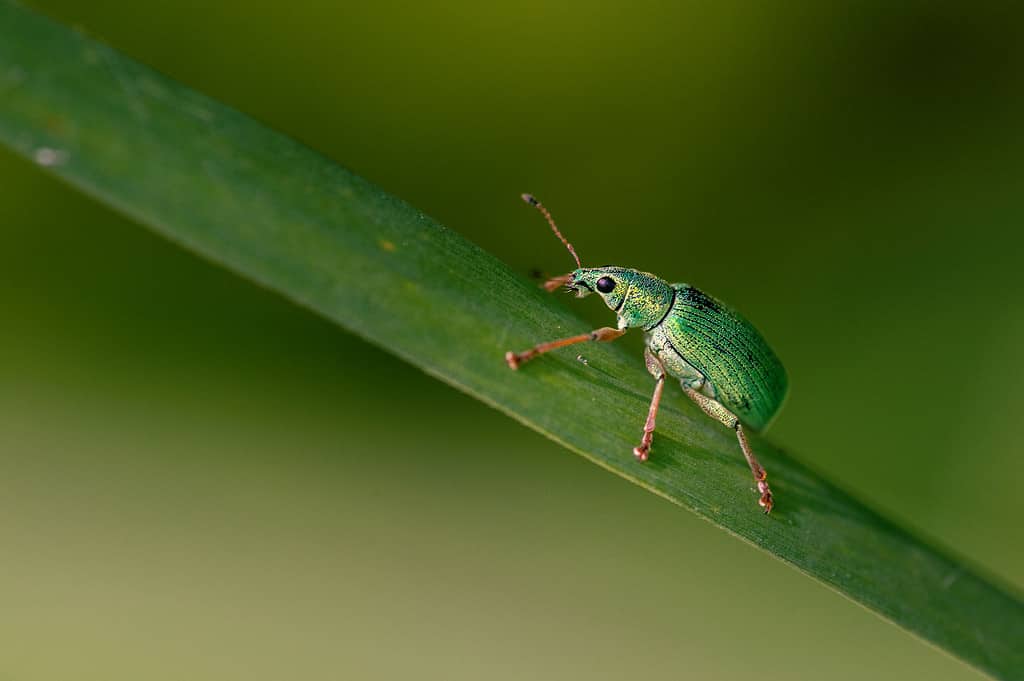 Animale, Fauna selvatica, Lama, Botanica, Immagine a colori