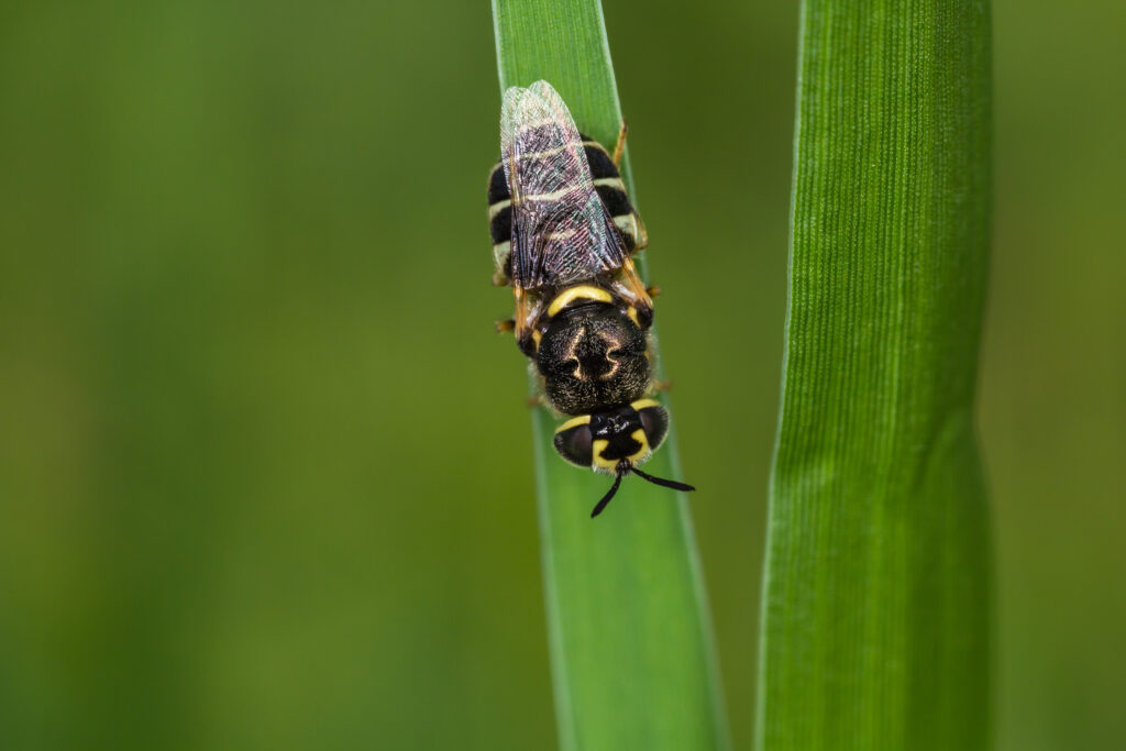 Ape mellifera africanizzata