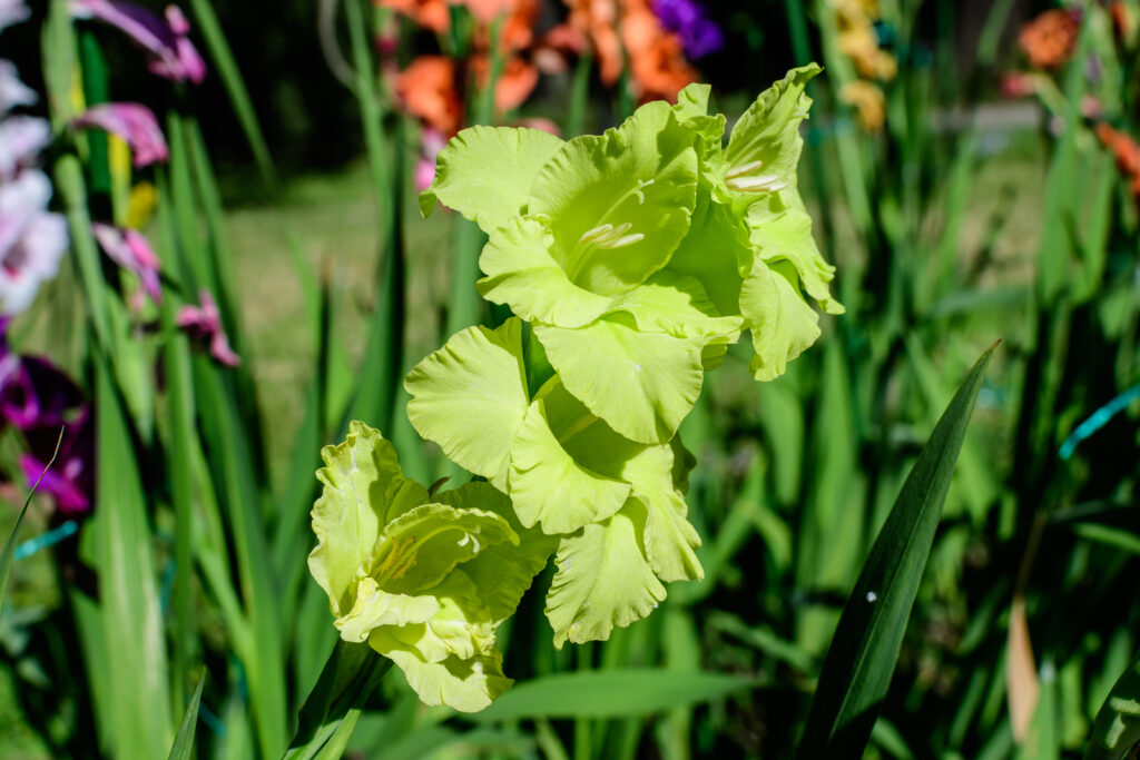 gladiolo verde