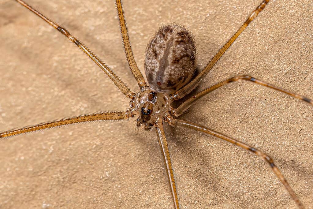 Ragno da cantina dal corpo corto, Physocyclus globosus