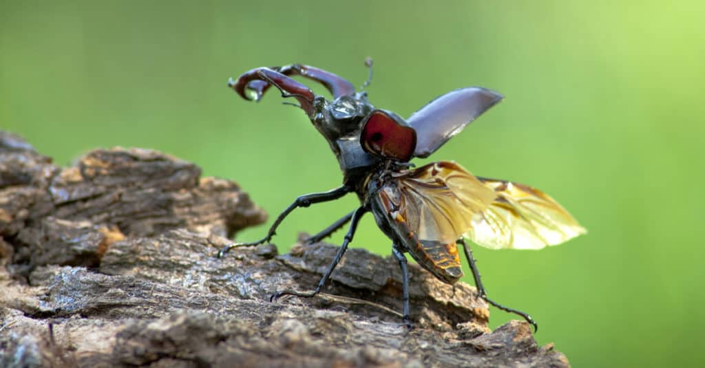 Stag Beetle su un ramo