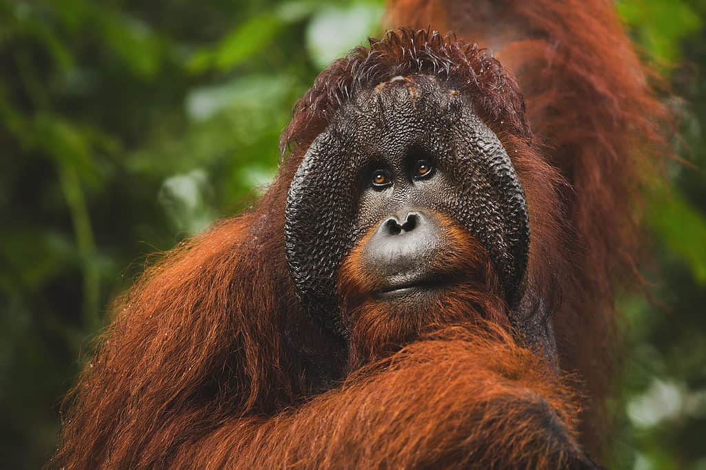 Orangutan, al confine