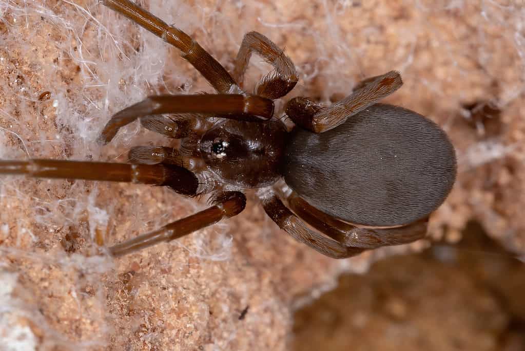 Femmina Southern House Spider - Ragni neri in Florida