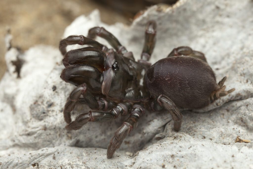 web borsa nera