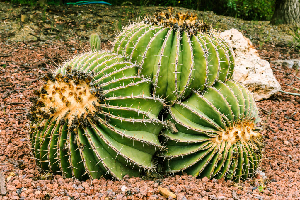 Ferocactus schwarzii su terreno sassoso con fiori secchi e fiori d'arancio termina in autunno.  Paese di origine Sinaloa Messico