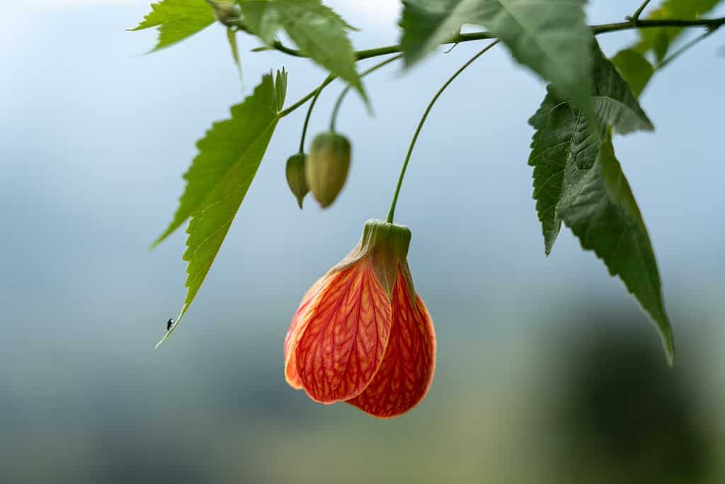 Abutilon dipinto