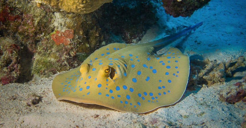 Le razze più grandi - Whiptail Stingray