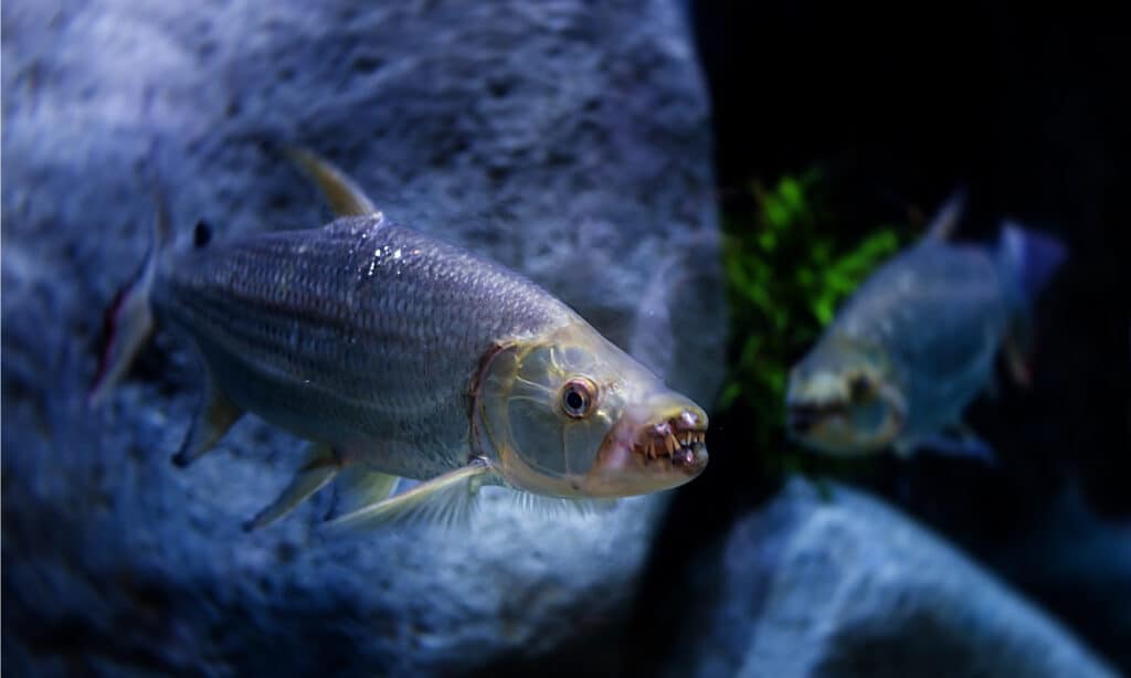 I pesci tigre Goliath sono principalmente olivastri sopra e argentati sotto, ma troverai anche gradazioni di giallo, marrone e grigio con un aspetto dorato intorno alle loro facce.