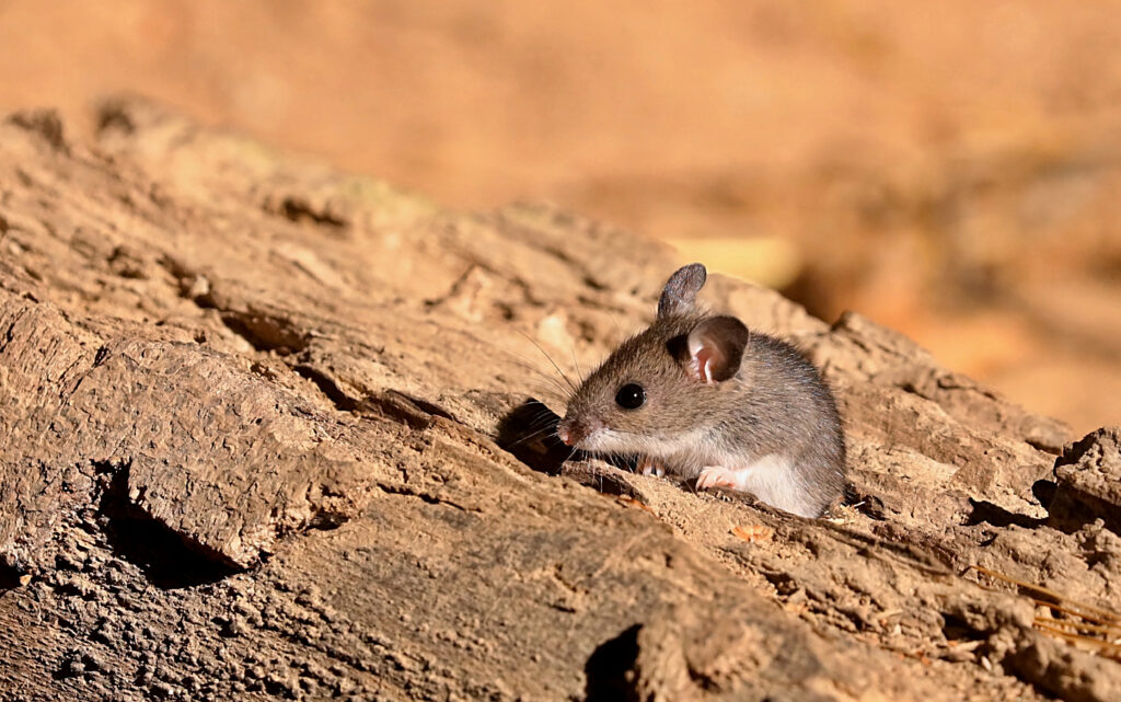 Topo di cervo orientale, Peromyscus maniculatus, seduto su un tronco.