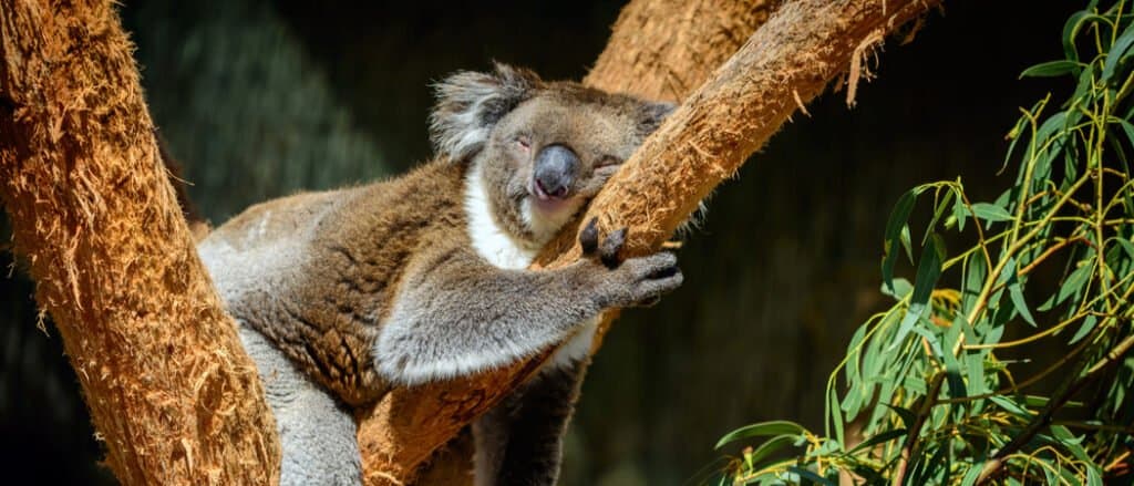 Koala addormentato