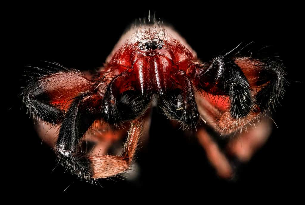 Ragno di terra, o Sergiolus capulatus - Ragni neri in Alabama