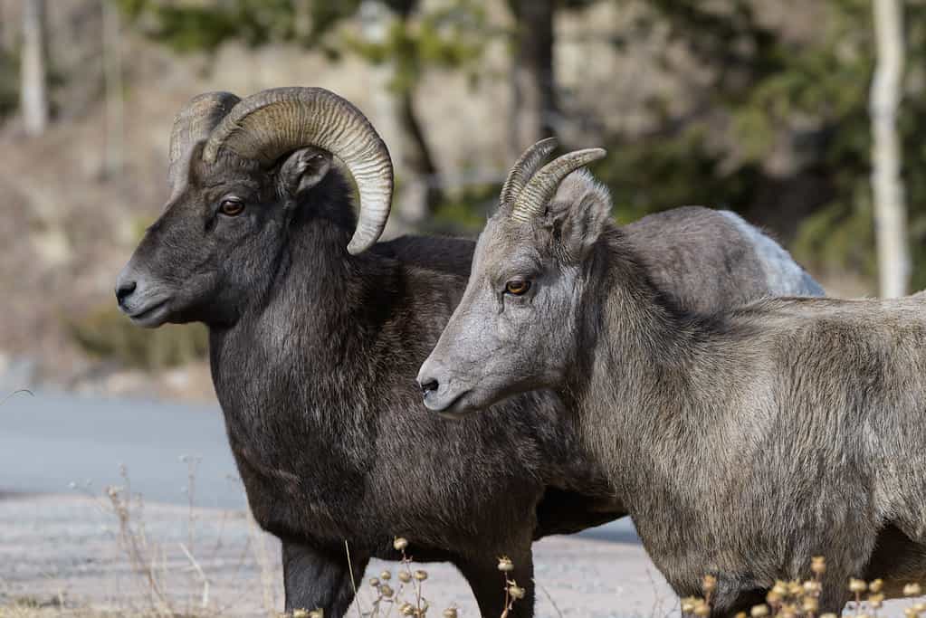 Solo le pecore bighorn maschi hanno grandi corna a spirale