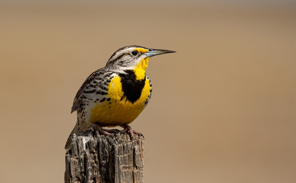 Una bella Western Meadowlark appollaiata su un palo da recinzione nelle pianure del Colorado