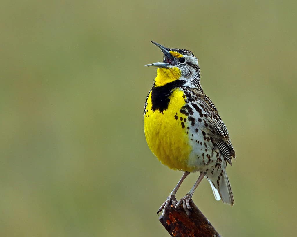 allodola occidentale
