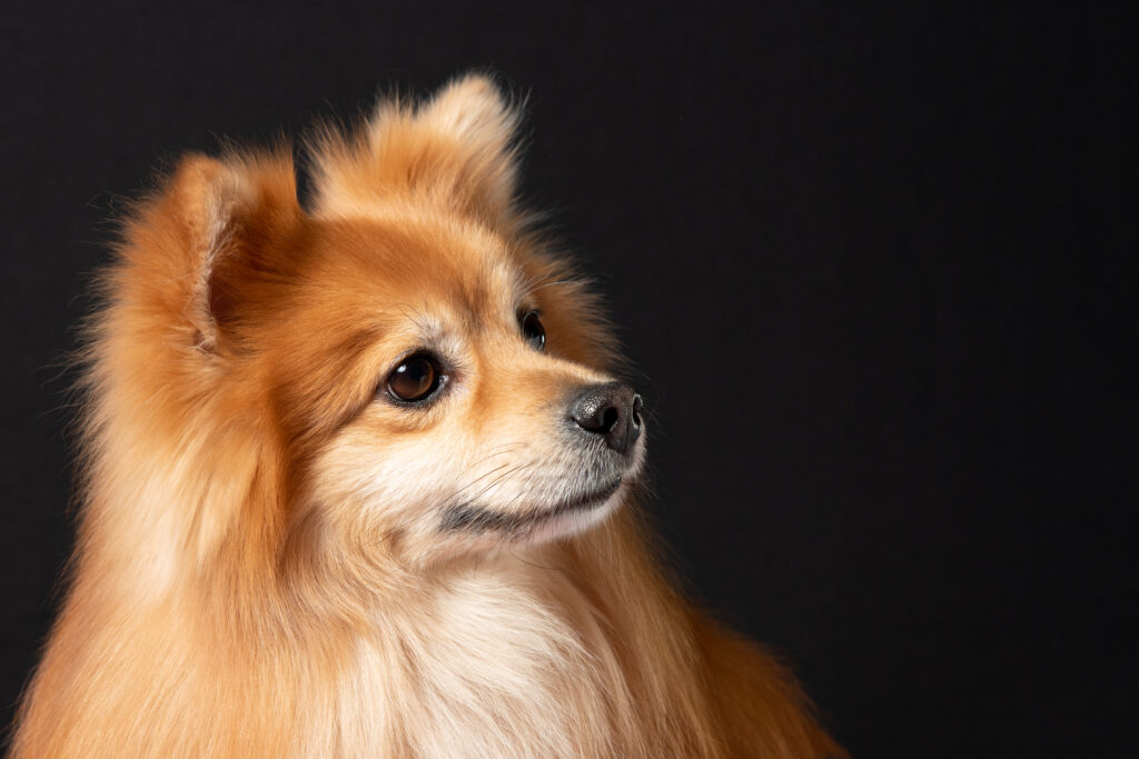 Volpe di fronte Pomerania