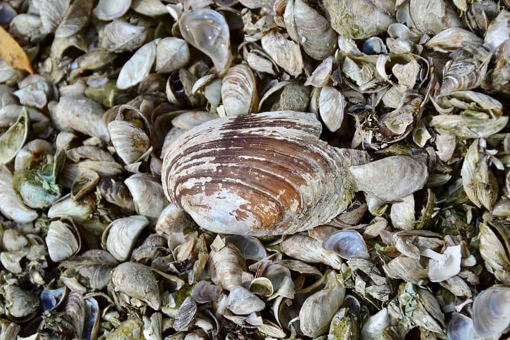 Fatmucket,(lampsilis,Siliquoidea),Circondato,Da,Quagga,Cozze,(dreissena,Bugensis),Conchiglie