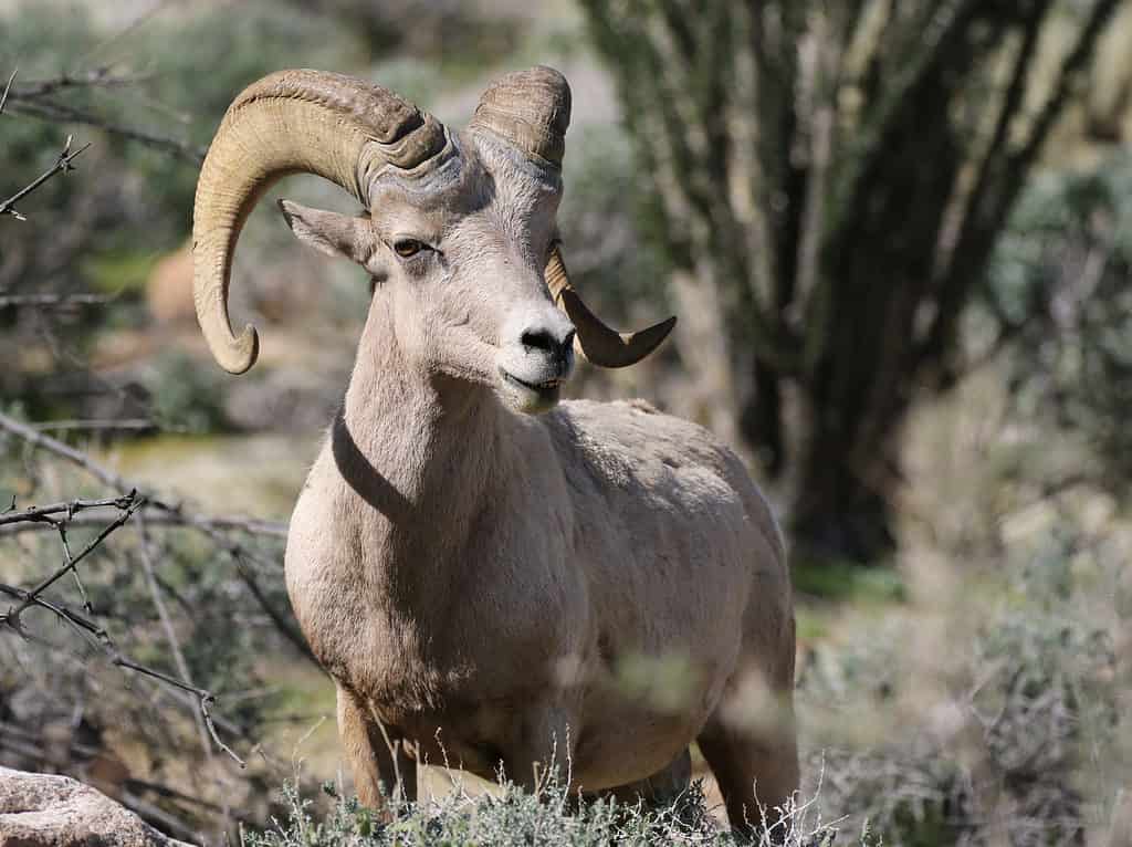 La più grande pecora bighorn mai catturata nel Montana aveva corna lunghe quasi 50 pollici