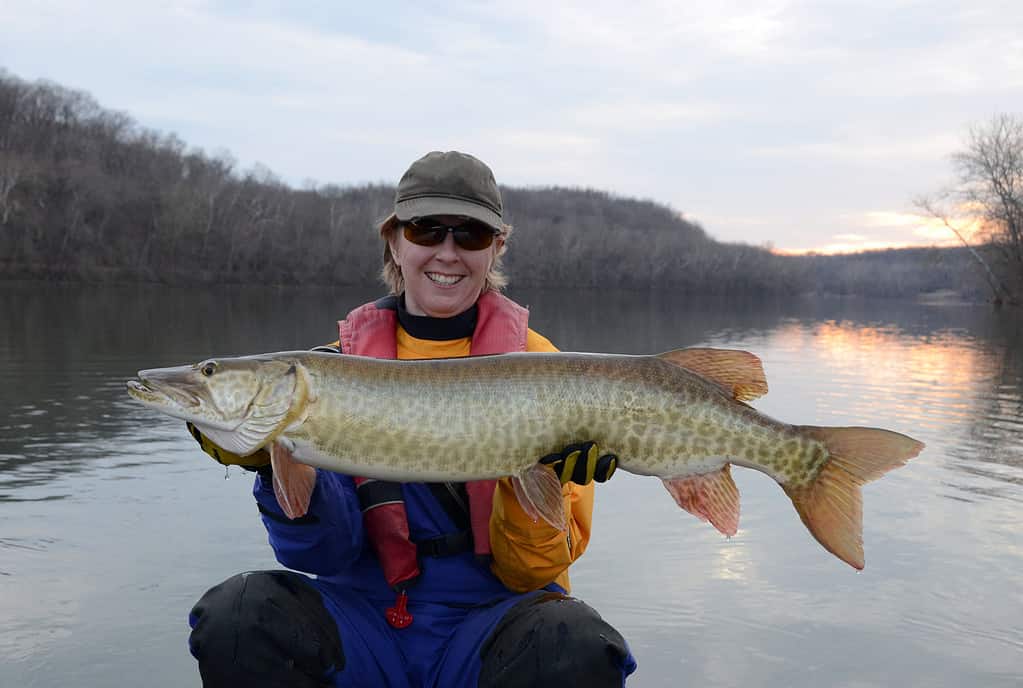 I Muskellunge sono molto ricercati dai pescatori
