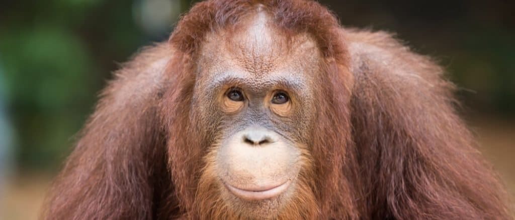 Animali più intelligenti