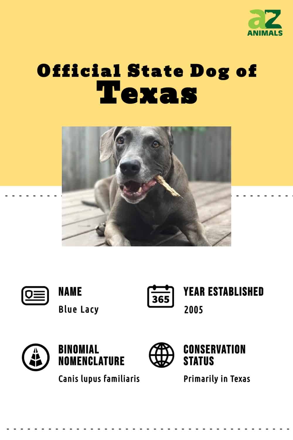 Infografica Texas Blue Lacy