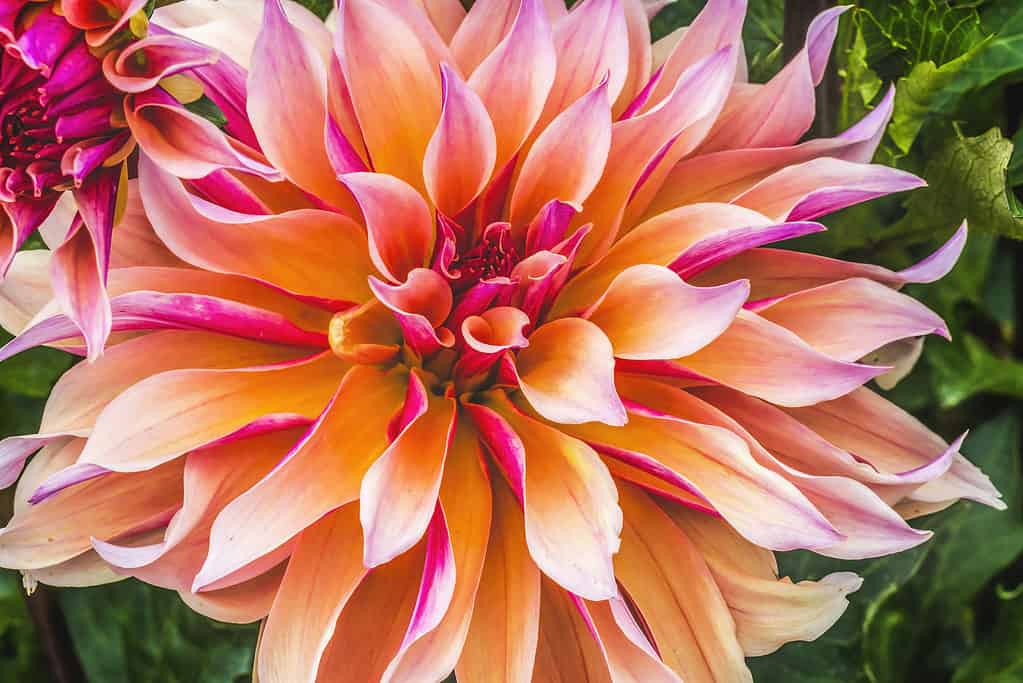 Dalia sp.  'Labirinto'