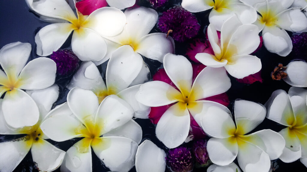 Molti fiori sacuanjoche raggruppati insieme e immersi nell'acqua