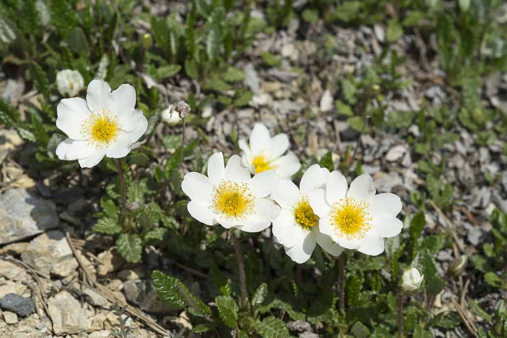 Averi della Montagna Bianca
